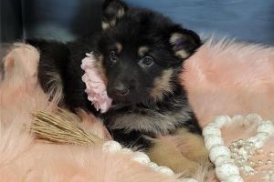 AKC German Shepherd puppies for sale