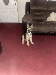 German shepherd puppy