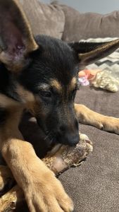 6 month year old all shots