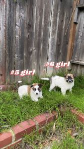 German Shepherd Mixed Pups