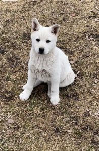 GERMSKY/SHEPSKY 10 weeks