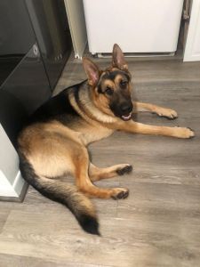 German Shepperd 1 year old