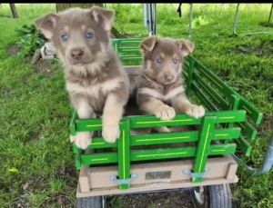 AKC German Shepherd FEMALES *RARE*