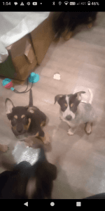 Beautiful German Shephard Puppies