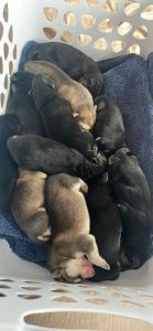 Purebred, German shepherd, puppies