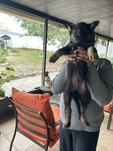 Full blooded German shepherd puppies