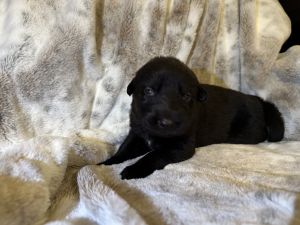 German shepherd puppies