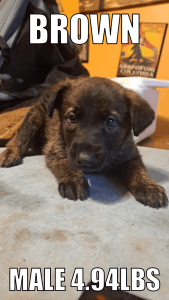 German Shepherd Puppies