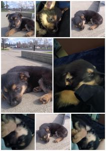 Shepweiller 9 Weeks Old