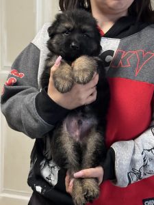 AKC Long Haired German Shepherd Puppies