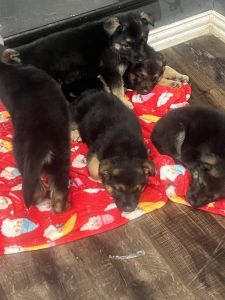 6 weeks puppies