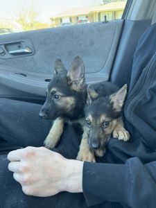 Purebred German Shepard Puppies
