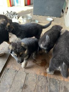 For sale cheap price contact *** KODAR