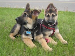 Trained German SHepherds