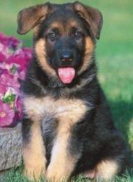 german shepherd puppies for adoption