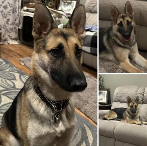 German shepherd female