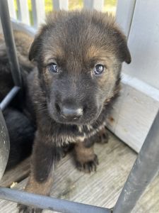 German shepherd puppies!
