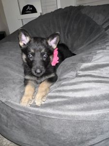 AKC german shepherd puppies