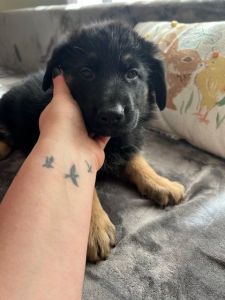 German Shepherd Puppy!