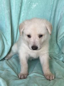 German Shepherd puppies
