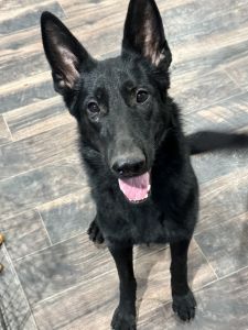 Akc 10Mo. Female Black German Shepherd
