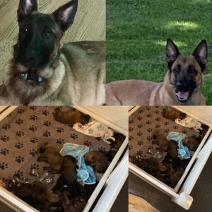 German shepherd puppies