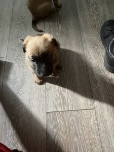 2 boy Belgian malnois puppies for sale