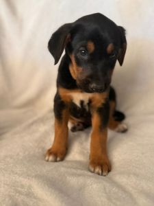 German Shepherd puppies