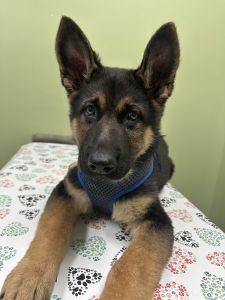 14 week old male GSD