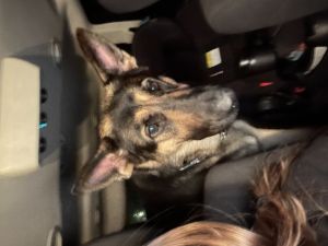 Good dog good with all bogs no cats akc