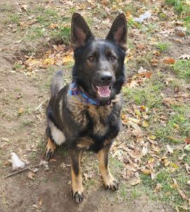 4 year old female German shepherd