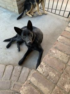 Rare Black German Shepard