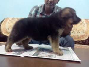 Top Class German Shefted Pups