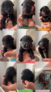 German Shepherd Puppies