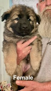 German Shepherd Long Coat Pups