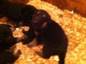 GERMAN SHEPHERD PUPS GRAND CHAMPION