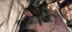 German Shepherd puppies