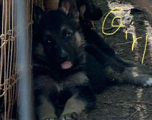CKC German shepherd Puppies