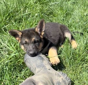 Purebred German Shepherd