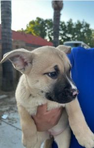 Rehoming puppies male and female