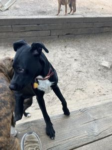 London great with kids and other dogs