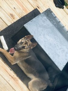 Loving friendly puppy. Great with children, and house broken.