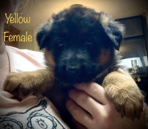 German Shepherd Puppies