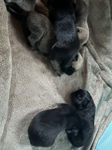 German Shepherd/Hound Dog puppies