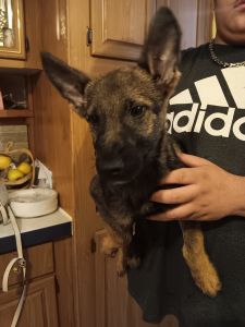 Sable German Shepherd