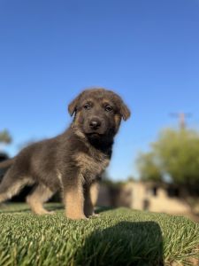 German Shepard Puppies