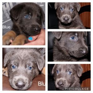 AKC registered German shepherd puppies