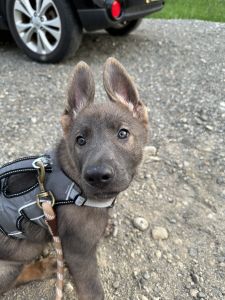 11 wk old female blue sable German Shepard