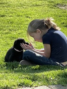 German Shepherd Puppies