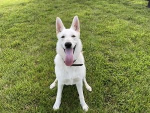 White German Shepard for Sale - $150.00
